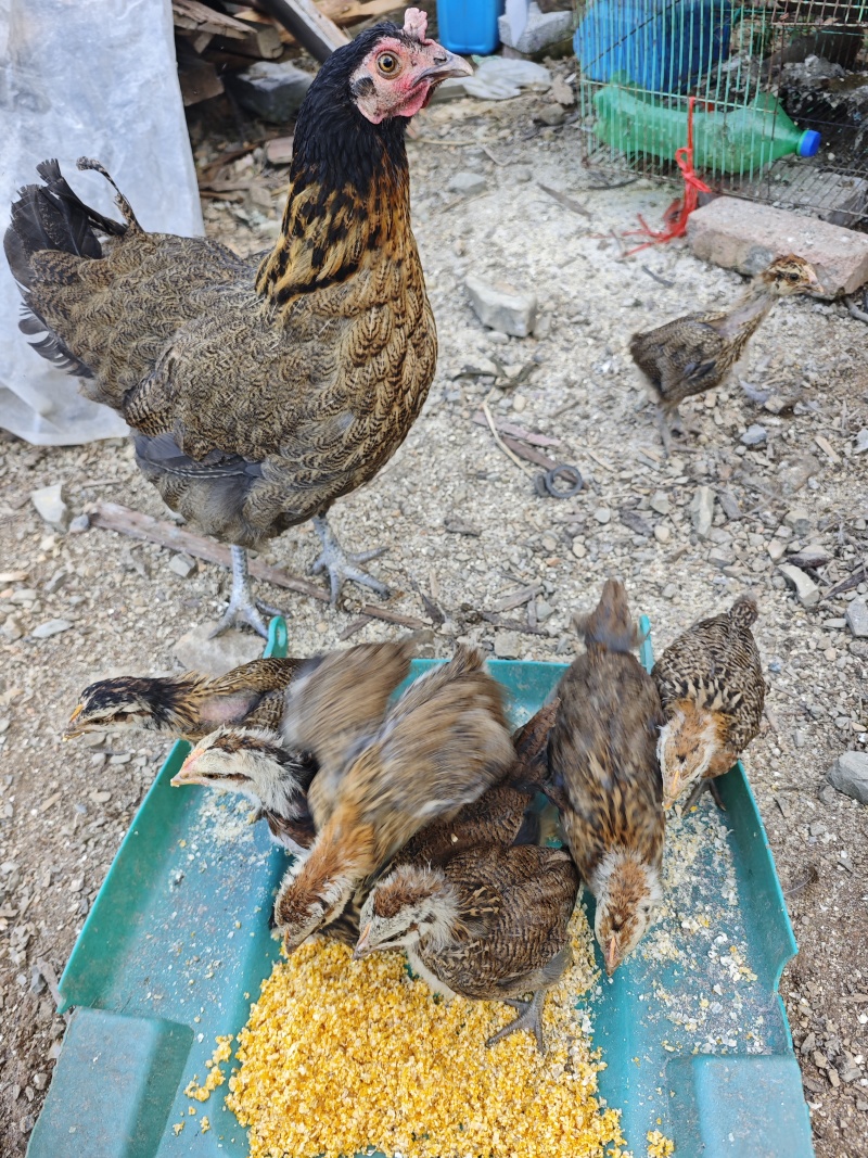 土鸡售卖
