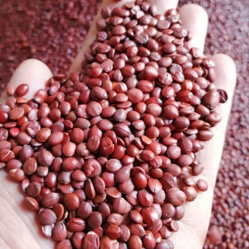 酸枣仁大量现货河北内丘源头一手批发质量保证量多包邮