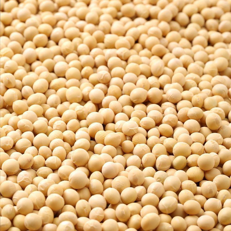 陕西黄豆大量有货，长年供应，……………………