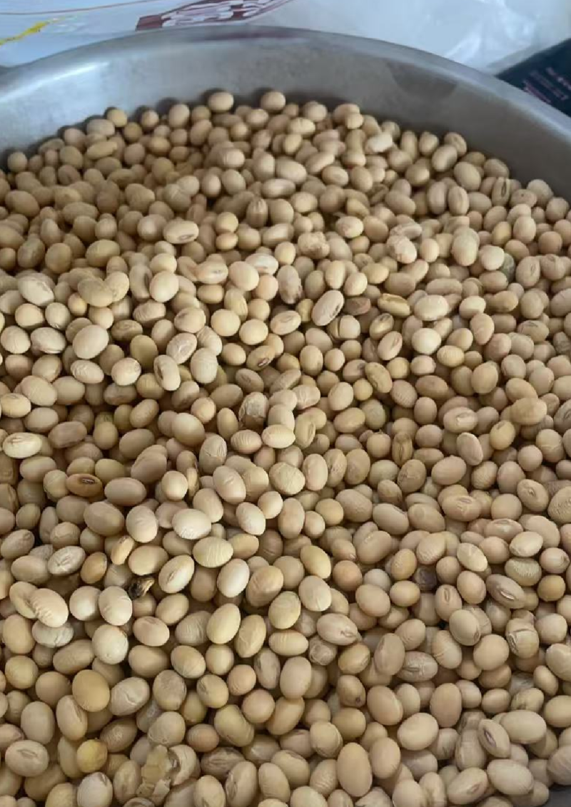 陕西黄豆大量有货，长年供应，……………………