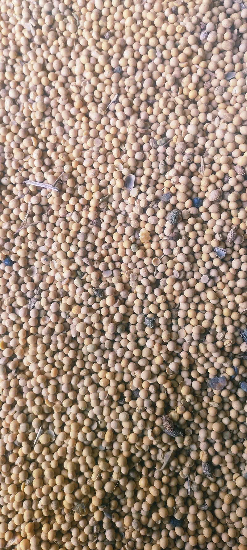 陕西黄豆大量有货，长年供应，……………………