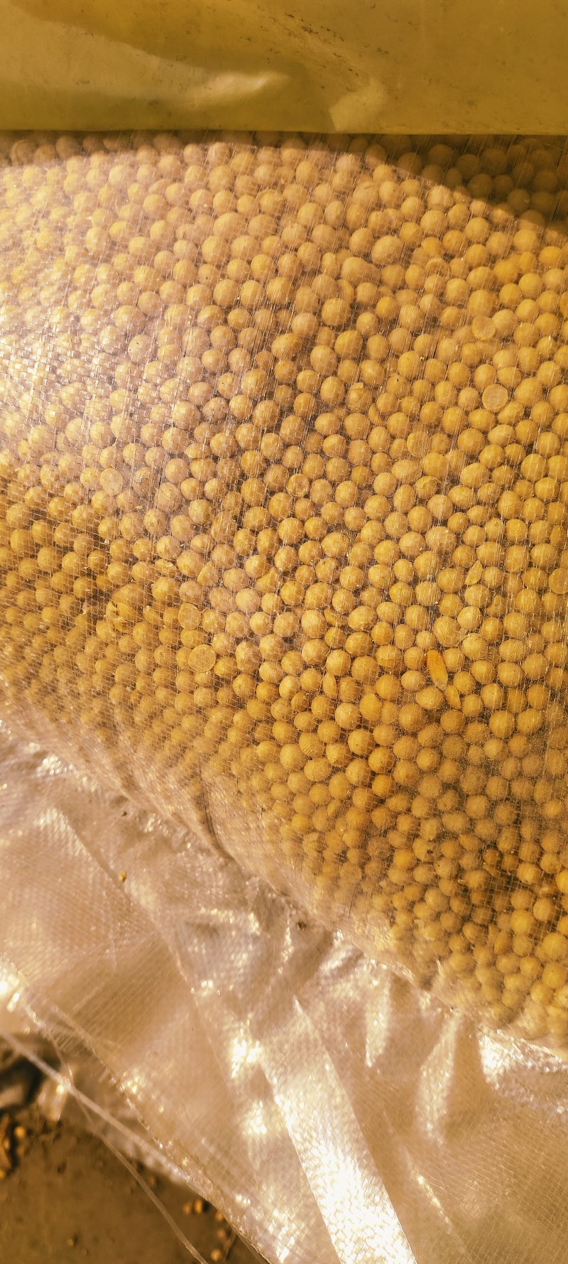 陕西黄豆大量有货，长年供应，……………………