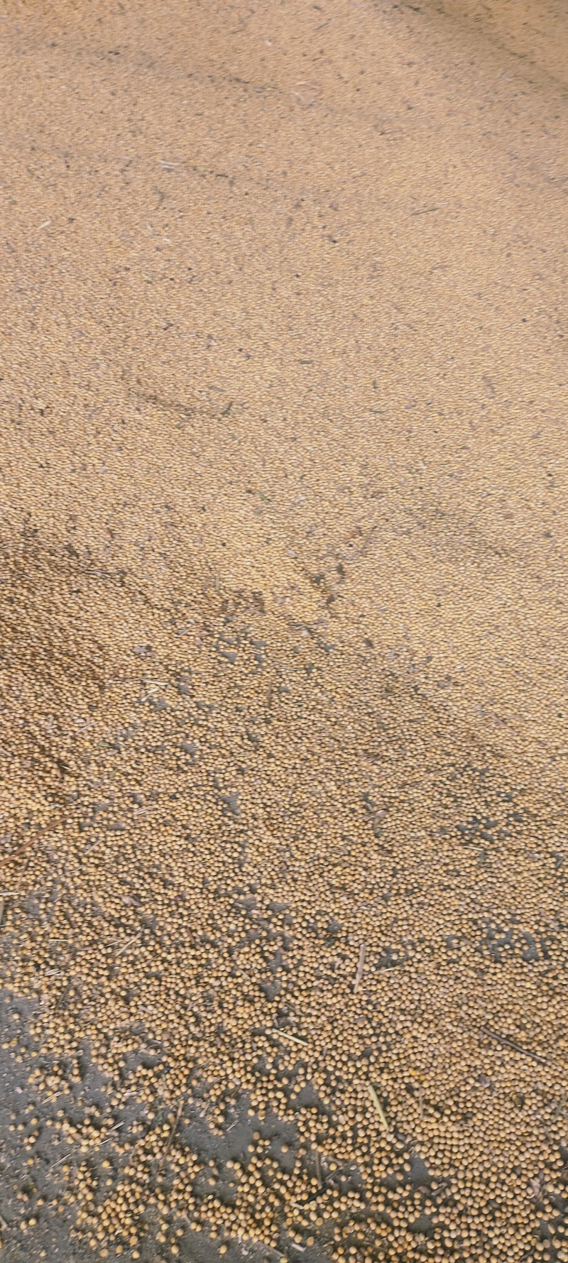 陕西黄豆大量有货，长年供应，……………………