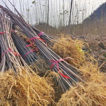 大量出售优质厚皮川黄柏树苗，基地直供，量大价优