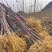 大量出售优质厚皮川黄柏树苗，基地直供，量大价优