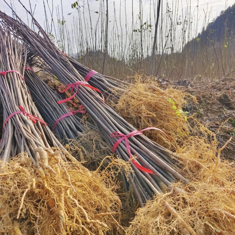 大量出售优质厚皮川黄柏树苗，基地直供，量大价优
