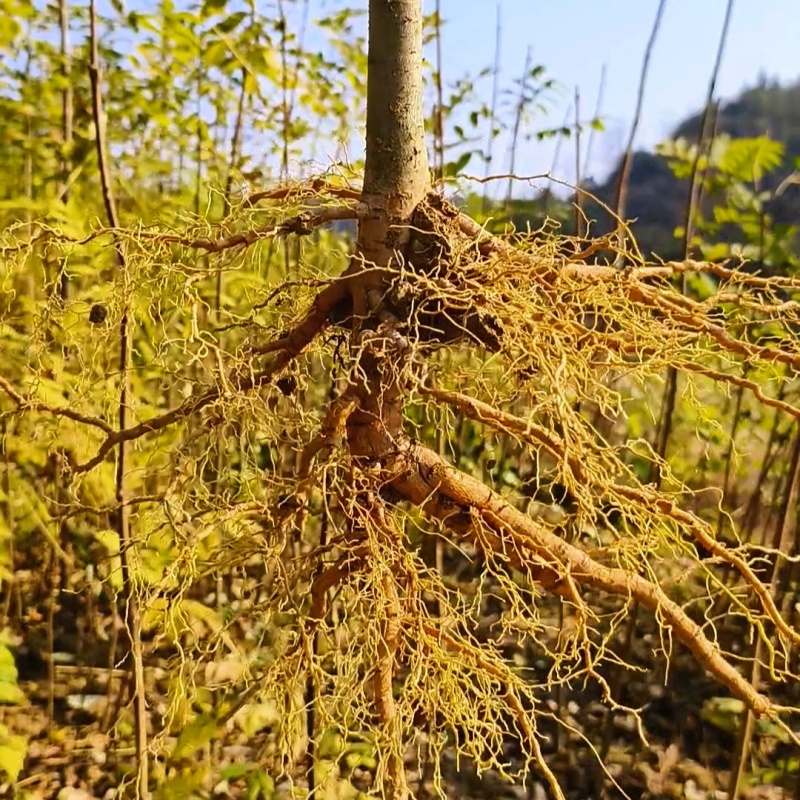 大量出售优质厚皮川黄柏树苗，基地直供，量大价优