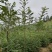 大量出售优质厚皮川黄柏树苗，基地直供，量大价优