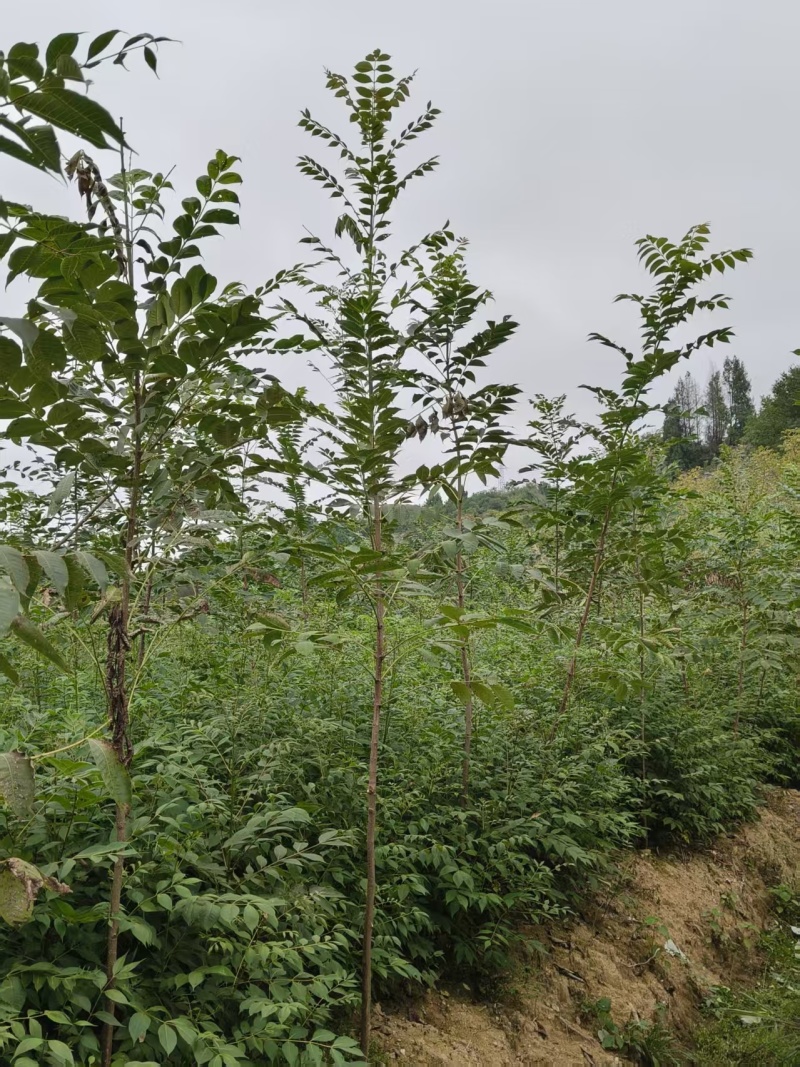 大量出售优质厚皮川黄柏树苗，基地直供，量大价优