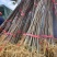 大量出售优质厚皮川黄柏树苗，基地直供，量大价优