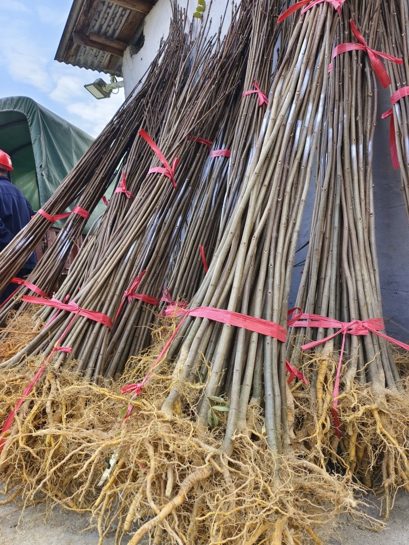 大量出售优质厚皮川黄柏树苗，基地直供，量大价优