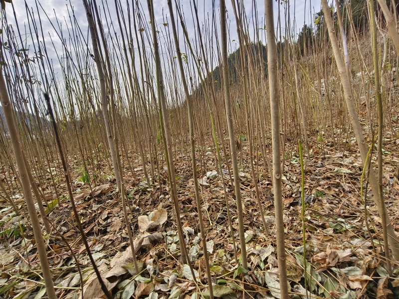 大量出售优质厚皮川黄柏树苗，基地直供，量大价优