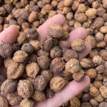 中药材砂仁，各种规格都有现货大货需要的老板可以下单