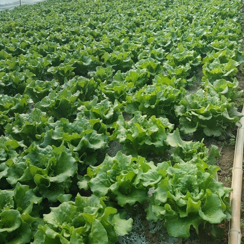 精品生菜基地