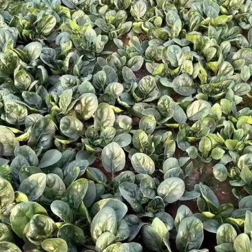 正宗小颗露天趴地菠菜，量大，找收购商