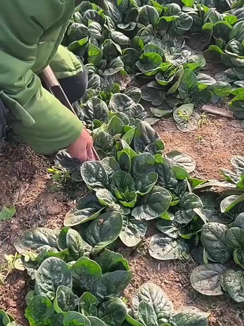 正宗小颗露天趴地菠菜，量大，找收购商