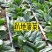 正宗小颗露天趴地菠菜，量大，找收购商