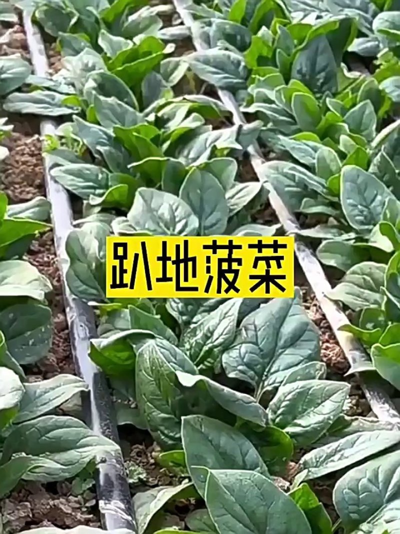 正宗小颗露天趴地菠菜，量大，找收购商