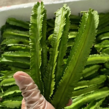 四棱豆种子皇帝豆四季播菜地庭院蔬菜豆角扁嫩荚春龙四角扬桃