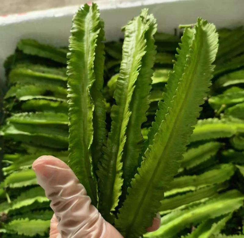 四棱豆种子皇帝豆四季播菜地庭院蔬菜豆角扁嫩荚春龙四角扬桃