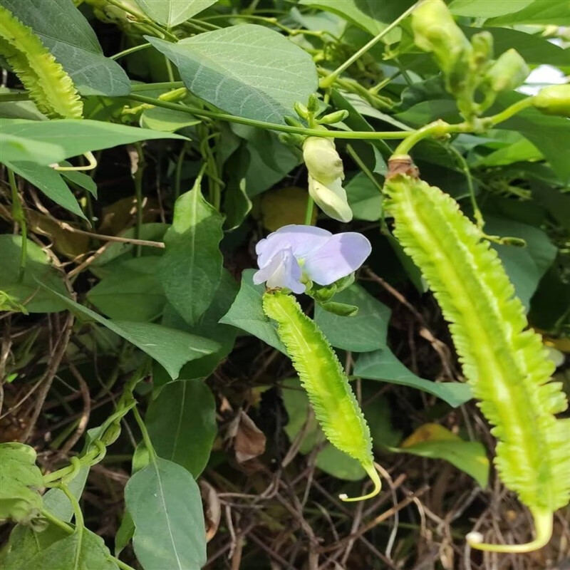 四棱豆种子皇帝豆四季播菜地庭院蔬菜豆角扁嫩荚春龙四角扬桃