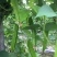 四棱豆种子皇帝豆四季播菜地庭院蔬菜豆角扁嫩荚春龙四角扬桃