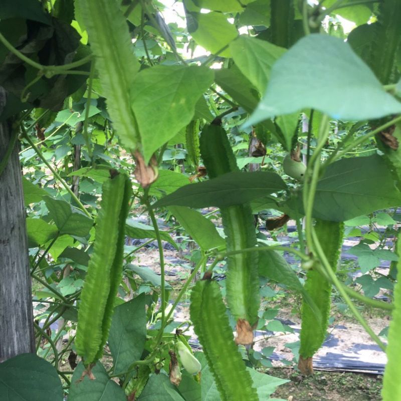 四棱豆种子皇帝豆四季播菜地庭院蔬菜豆角扁嫩荚春龙四角扬桃