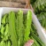四棱豆种子皇帝豆四季播菜地庭院蔬菜豆角扁嫩荚春龙四角扬桃