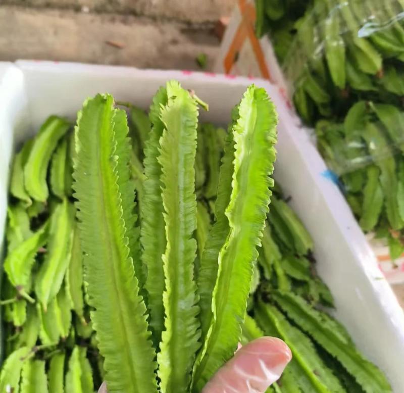 四棱豆种子皇帝豆四季播菜地庭院蔬菜豆角扁嫩荚春龙四角扬桃