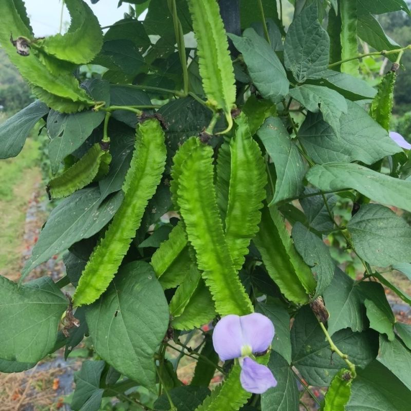 四棱豆种子皇帝豆四季播菜地庭院蔬菜豆角扁嫩荚春龙四角扬桃