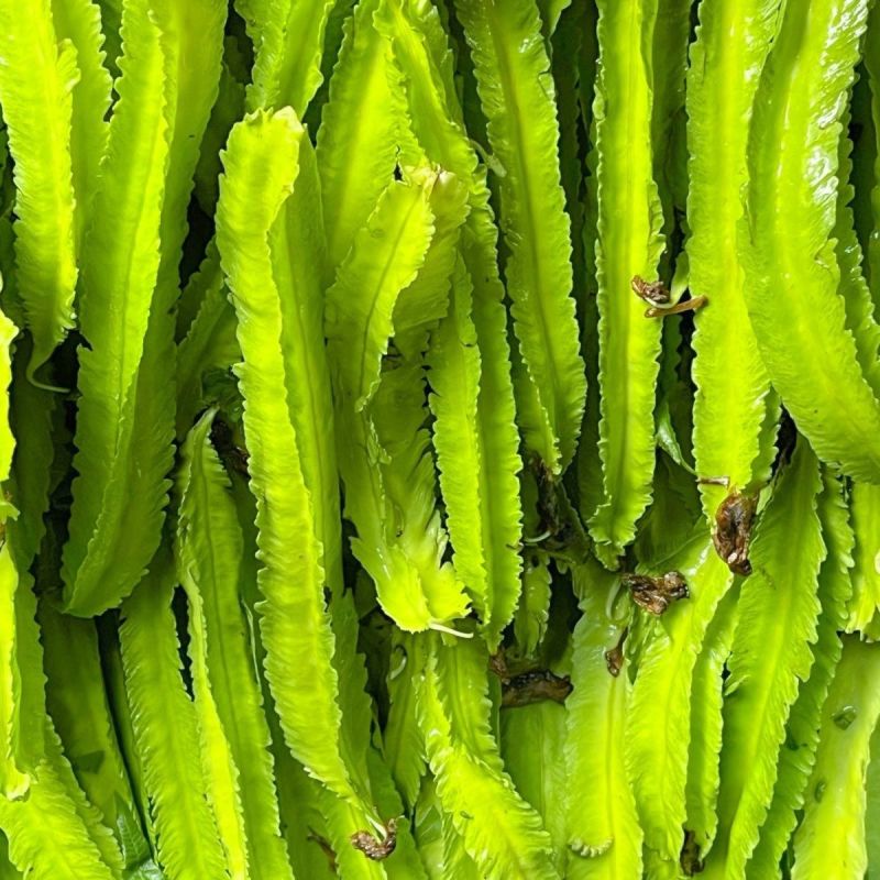 四棱豆种子皇帝豆四季播菜地庭院蔬菜豆角扁嫩荚春龙四角扬桃