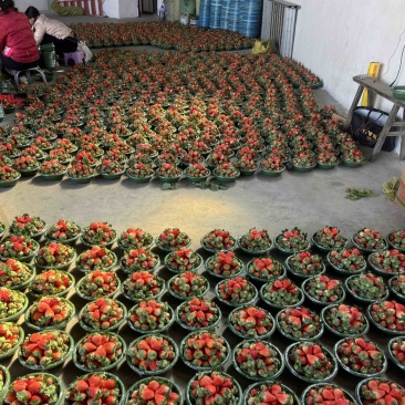 大凉山露天草莓🍓
