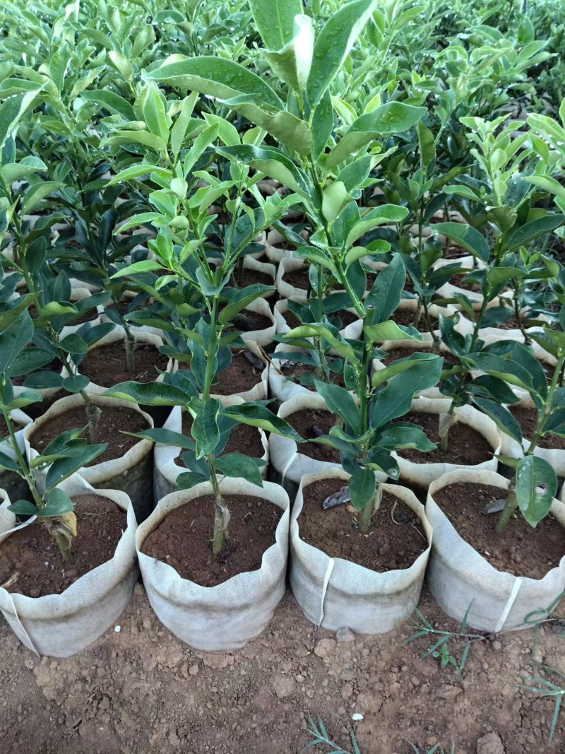 广西脆蜜脆皮金桔树苗杯苗原生苗嫁接大颗粒品种优良质量有保