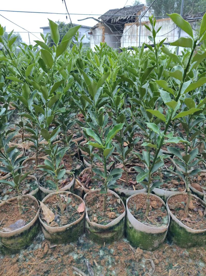 广西脆蜜脆皮金桔树苗杯苗原生苗嫁接大颗粒品种优良质量有保