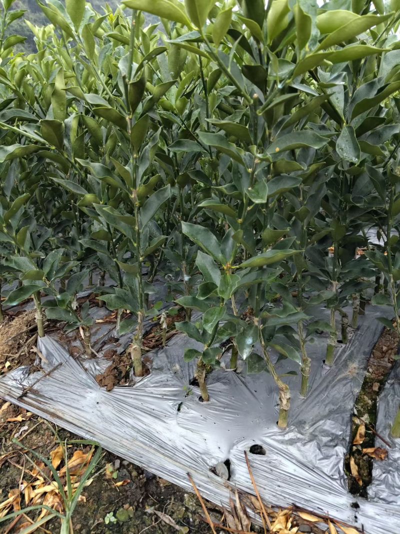 广西脆蜜脆皮金桔树苗杯苗原生苗嫁接大颗粒品种优良质量有保