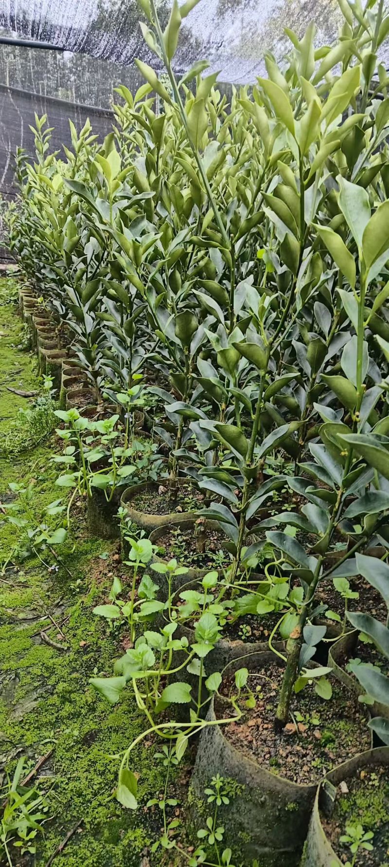 广西脆蜜脆皮金桔树苗杯苗原生苗嫁接大颗粒品种优良质量有保
