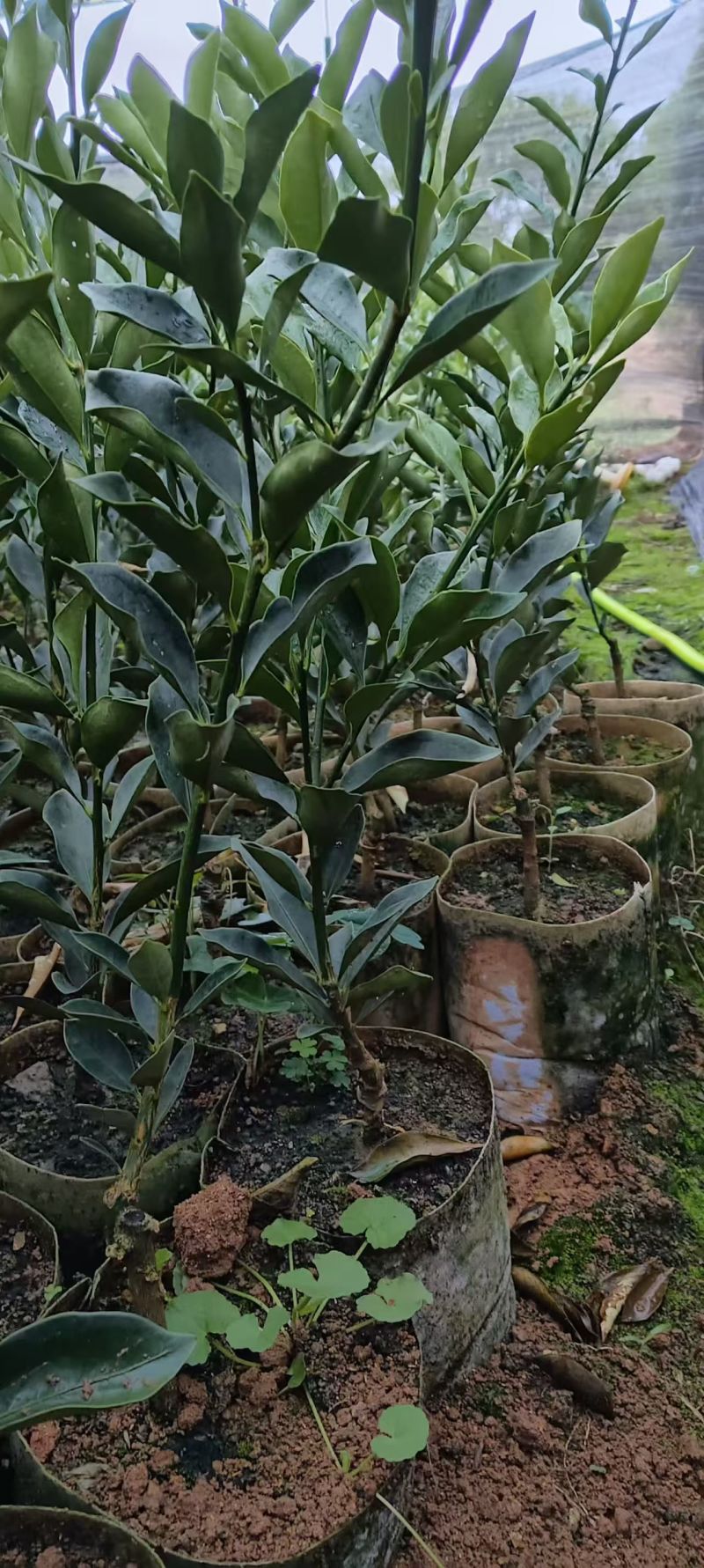 广西脆蜜脆皮金桔树苗杯苗原生苗嫁接大颗粒品种优良质量有保