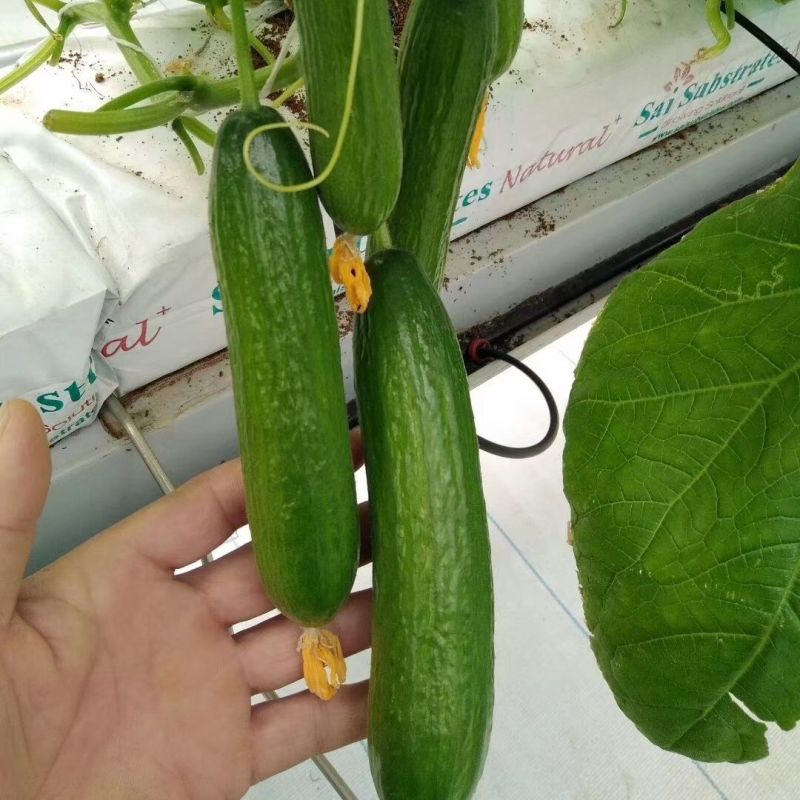 伊梦荷兰水果黄瓜种子抗病强产量高节节有瓜早熟瓜条顺直
