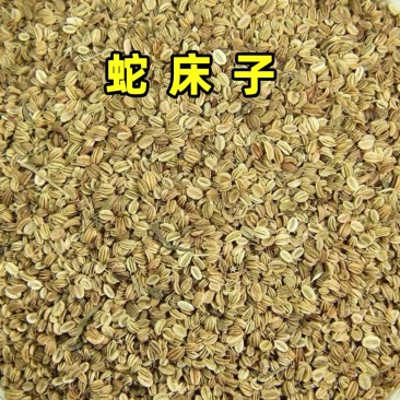 蛇床子中药材蛇米蛇珠蛇床仁蛇床果双肾子蛇床子粉止痒