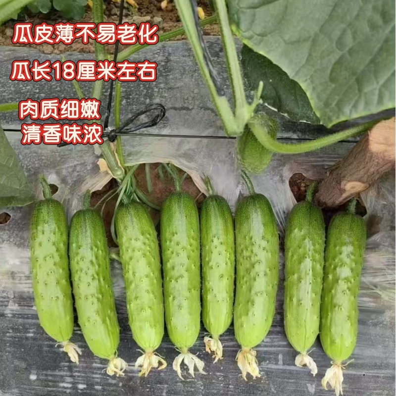 贝拉福黄瓜种子亮绿短棒型水果黄瓜种籽刺瘤少早熟春秋两季播
