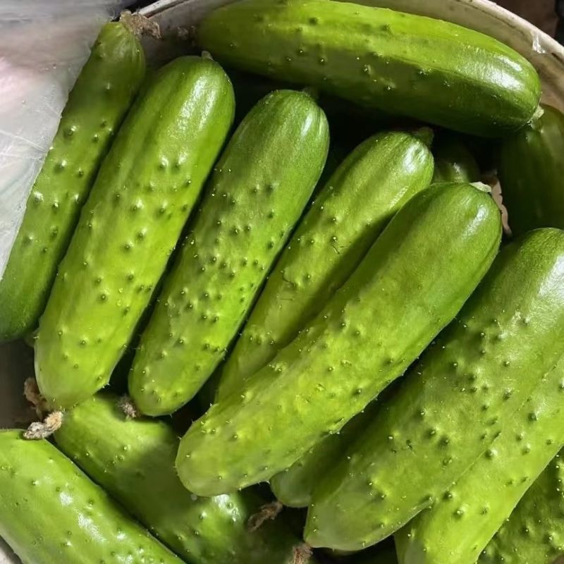脆爽2号黄瓜种子全雌型薄皮水果黄瓜种籽刺瘤少早熟性好
