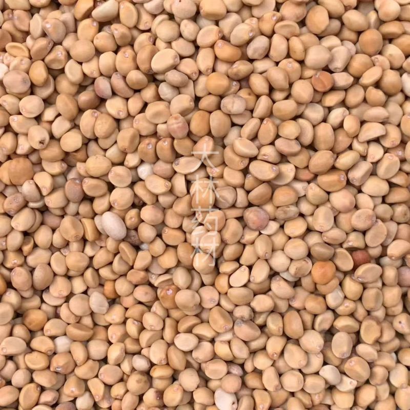 跌打豆【包邮】三斤起发货可批量可零售量大从优