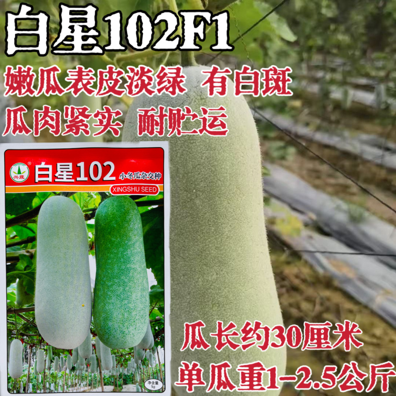 白星102杂交早熟小冬瓜种子果实圆柱形嫩瓜表皮淡绿瓜肉紧