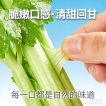 南阳嘉恒直供优质嫩芹南阳沃土育好芹，嘉恒3000亩大棚