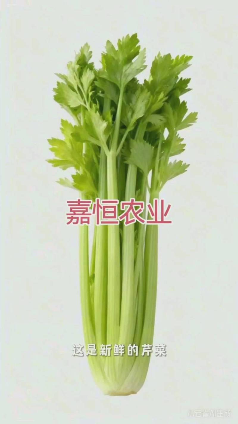 南阳嘉恒直供优质嫩芹南阳沃土育好芹，嘉恒3000亩大棚