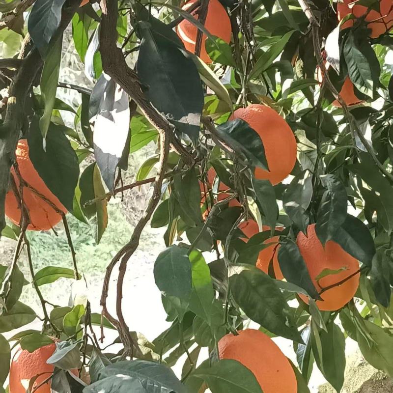 奉节脐橙，包括，福本，91，龙飞红，夏橙，论晚，72-1