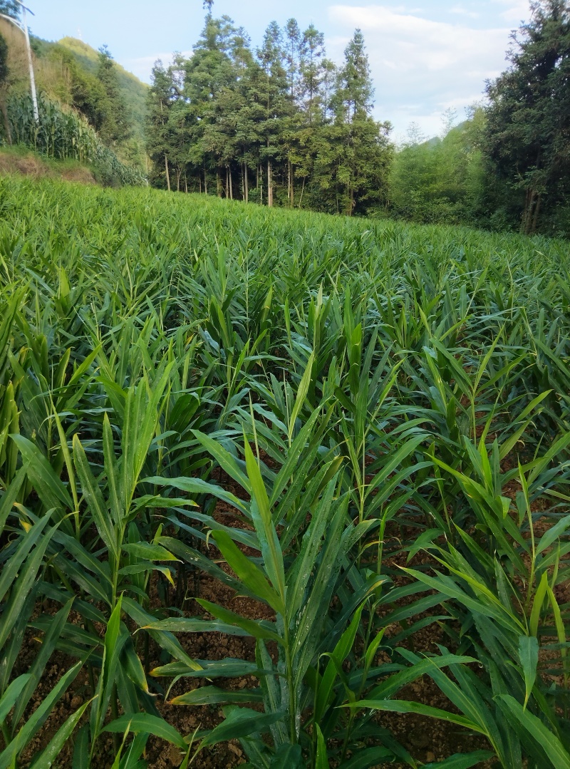 贵州高原二黄姜原生态种植