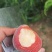 水蜜桃，突围黄桃黄金蜜等等等，种植历史悠久，品种优良，