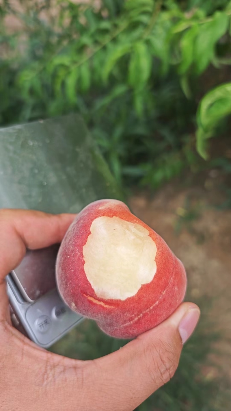 水蜜桃，突围黄桃黄金蜜等等等，种植历史悠久，品种优良，
