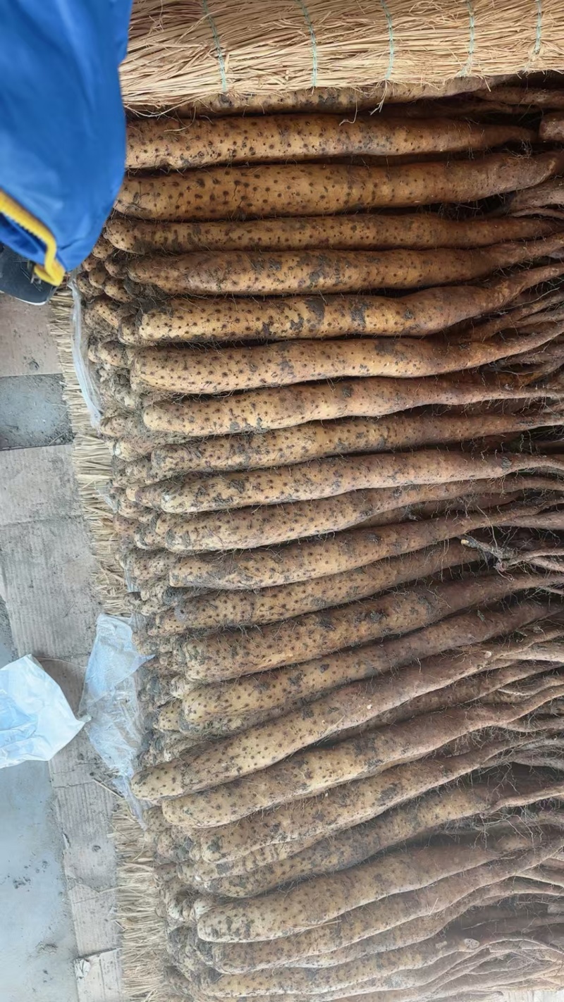 牛腿白玉山药对接商超加工厂各大批发市场电商大量现货供应